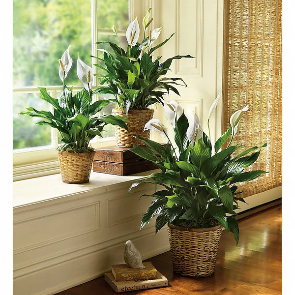 Three potted peace lilies on a windowsill