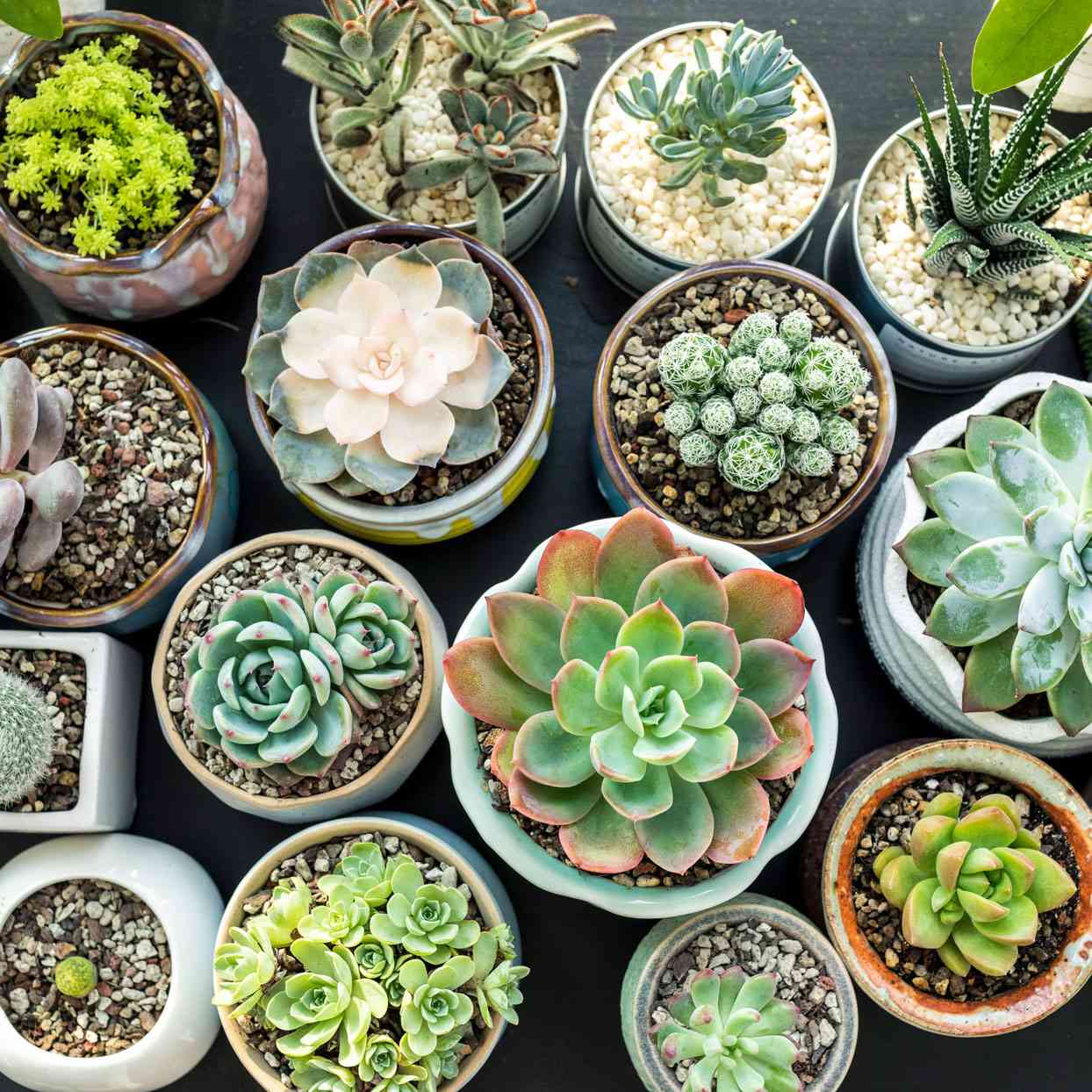 Plants