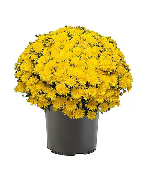 Fall Flowers