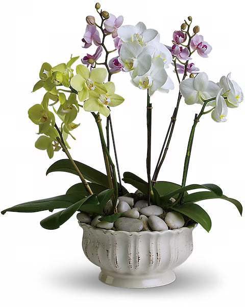 Orchid plant in minimalist pot