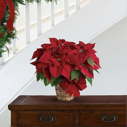 Red Poinsettia with Pot Cover